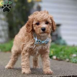 Rocky, Miniature Poodle Puppy